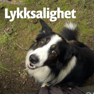 Lykksalighet