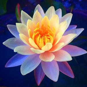 莲花生大士金刚祈请文+心咒