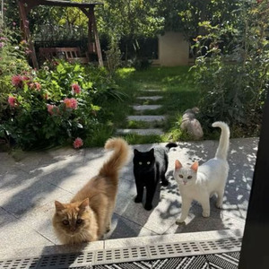 Hoodlumz (nightcore)