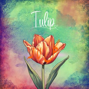 Tulip