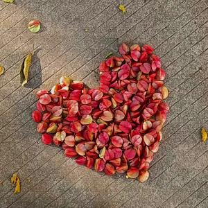 落花轻语|原创钢琴曲|美丽的你 (清音如月泉|温有情|暖如爱)