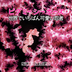 ピグミーシーホース 世界でいちばん可愛い忍者