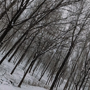 落雪（Snowfall）