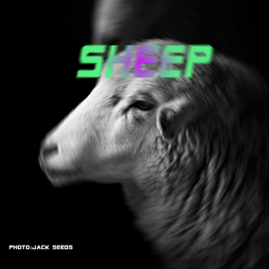 sheep
