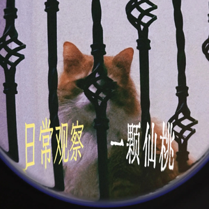 海鸥