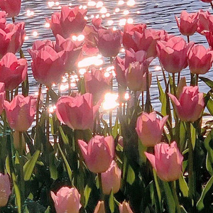 披星戴月的想你