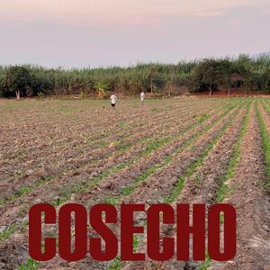 Cosecho