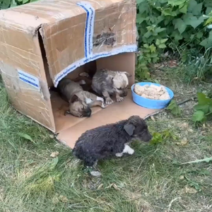 Не бывает бездомных на свете