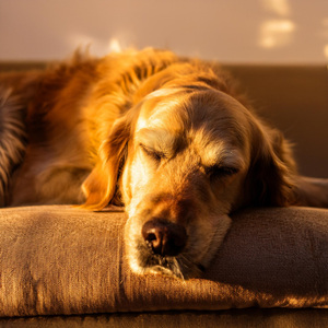 Progresión Del Confortabilidad Canino