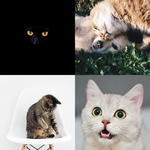 精彩可爱猫咪环境