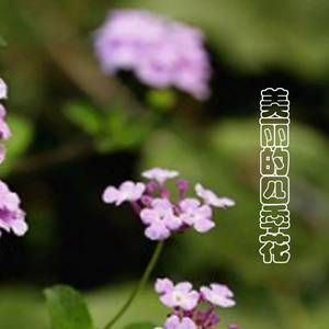 美丽的四季花