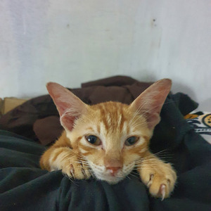 Aku Jodoh Kamu (Acoustic)