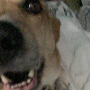 Gabriel Swallows Machines