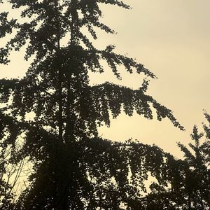 月光是大海的梦境