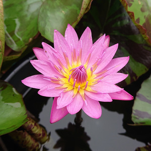 「夕凪の彼方」