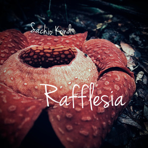 Rafflesia