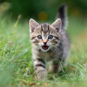 ウキウキ猫さんぽ