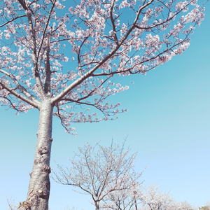桜並木