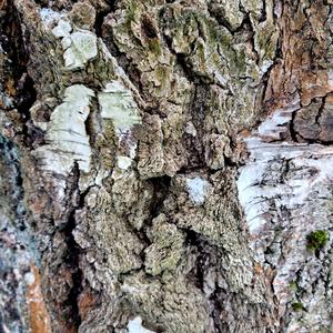 Pakomatka kaarnan alle