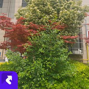 恋爱心跳曲 (现场)