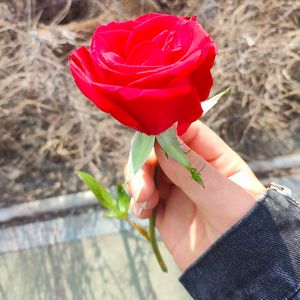 ashiq 痴情者（吉他）