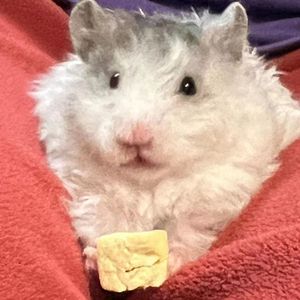 异乡大学森上学日记