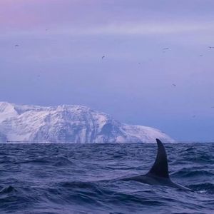 无解（prod by FRESH_ye）