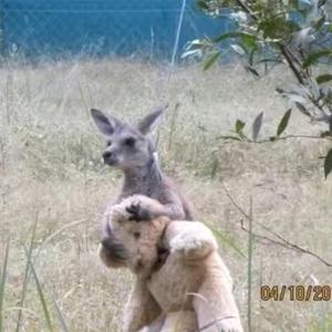 I really did have everything (feat. Cry Cry Horses)