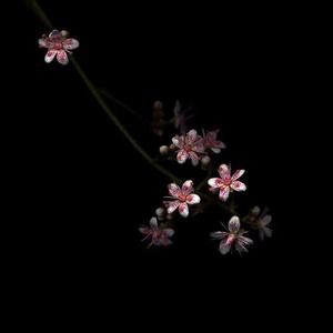 还想和你（prod.Veezy）