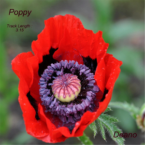 Poppy