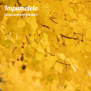 Impumelelo