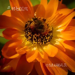 你是最美丽的花蕊