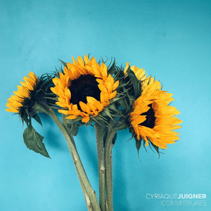 Commissures (Remaster)