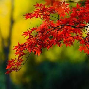 推开世界的门（DJ阿樂版）