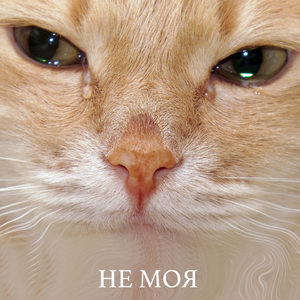 Не моя