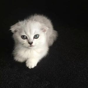 借我（cover谢春花）