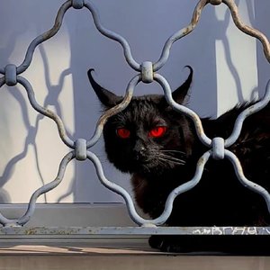 鸽子（Cover徐秉龙.）