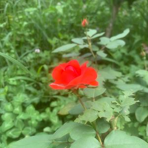 南方姑娘（cover：赵磊）