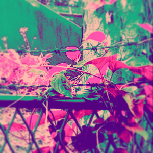 ハクセキレイの羽