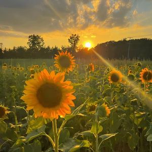 Ladyfingers (slowed)