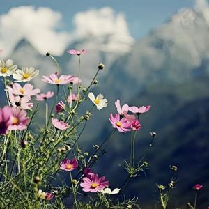 不跪的花（深情版）