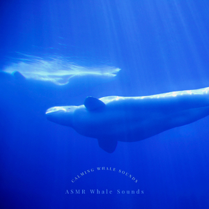 Calming Whale Sounds