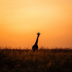 Afro Soul Human Touch