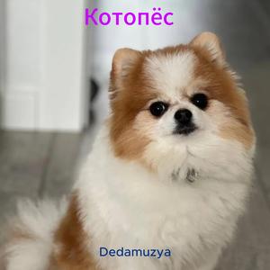 Котопёс