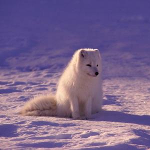 The Bitcoin Fox