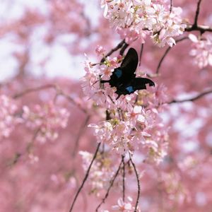 "Wishes" Toosii type beat