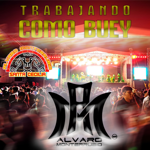 Trabajando Como Buey