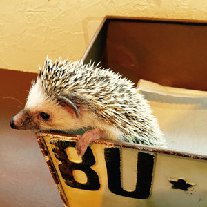 ハリネズミの唄