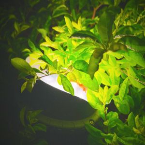 春泥棒/盗春者(Cover:ヨルシカ)