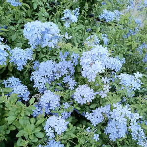 自然農法の自家採種始めました。